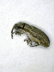 Sitona callosus