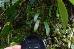 Bulbophyllum japonicum