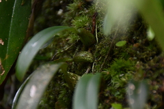 Bulbophyllum japonicum