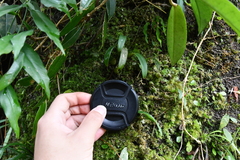 Bulbophyllum japonicum
