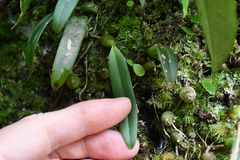 Bulbophyllum japonicum
