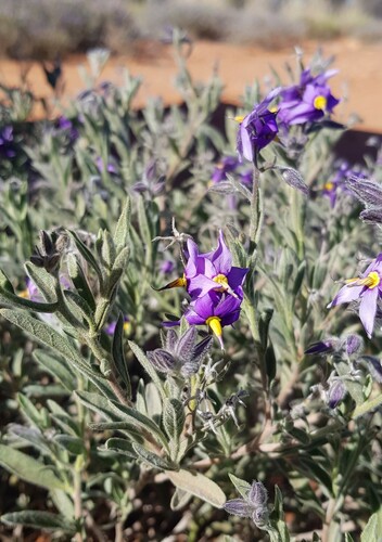 northern blue bush (Halgania gustafsenii)