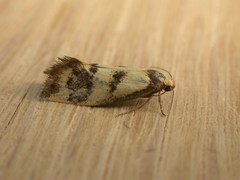 Olbonoma triptycha