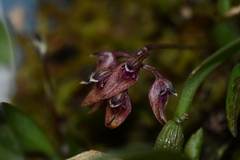 Bulbophyllum japonicum