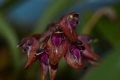 Bulbophyllum japonicum