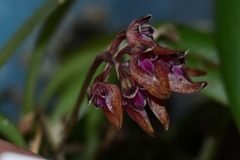 Bulbophyllum japonicum
