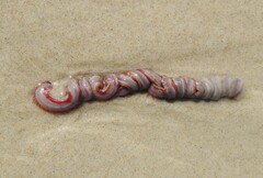Marphysa