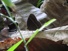 Mycalesis horsfieldi