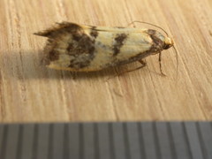 Olbonoma triptycha