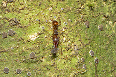 Orectognathus versicolor