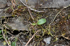 Bulbophyllum albociliatum