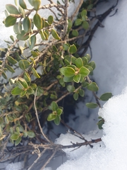 Nematolepis ovatifolia