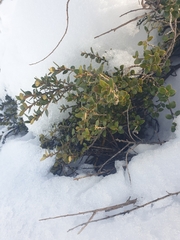 Nematolepis ovatifolia