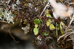 Bulbophyllum albociliatum