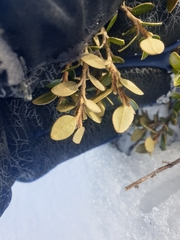 Nematolepis ovatifolia