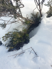 Nematolepis ovatifolia