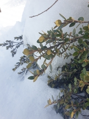 Nematolepis ovatifolia