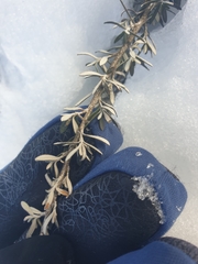 Ozothamnus secundiflorus