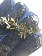 Ozothamnus secundiflorus