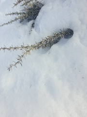Ozothamnus secundiflorus