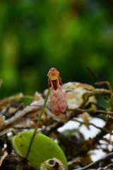 Bulbophyllum albociliatum
