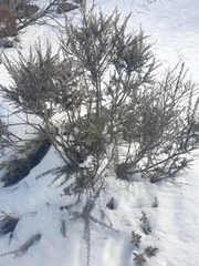 Ozothamnus secundiflorus