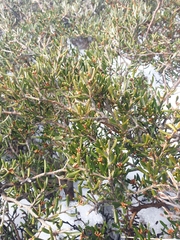 Grevillea australis