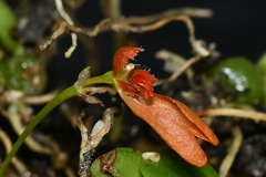 Bulbophyllum albociliatum