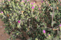 Drosanthemum subspinosum