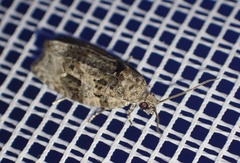 Apotomis lineana