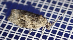 Apotomis lineana