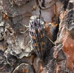 Buprestis consularis