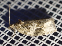 Apotomis lineana
