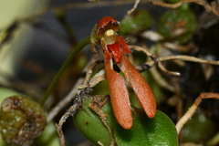 Bulbophyllum albociliatum