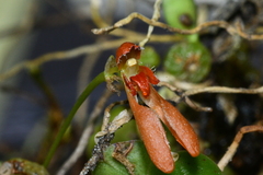 Bulbophyllum albociliatum