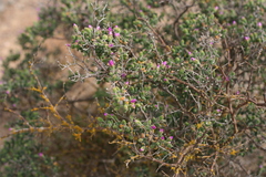 Drosanthemum subspinosum