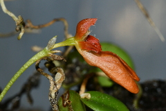 Bulbophyllum albociliatum
