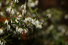 Styphelia biflora
