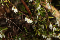 Styphelia biflora