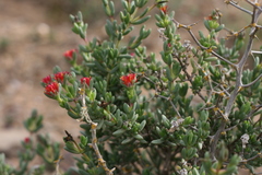 Delosperma robustum