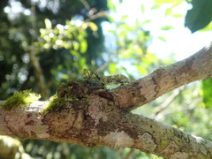 Trachyzulpha formosana