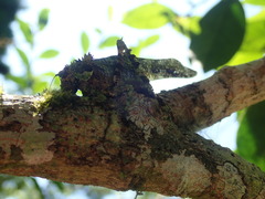 Trachyzulpha formosana