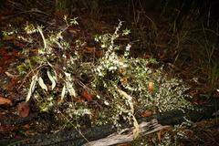Styphelia biflora