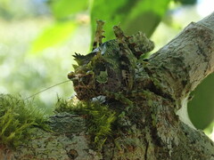 Trachyzulpha formosana