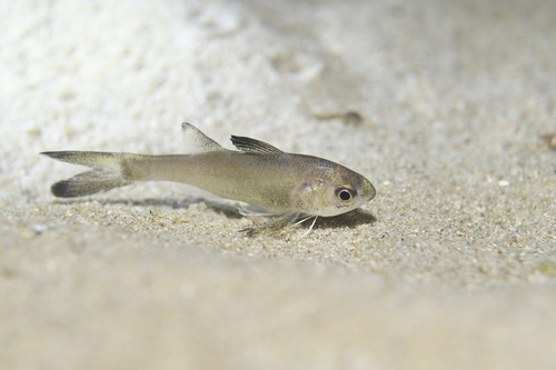 Bamin (Polydactylus plebeius) — Polynemidae — 5