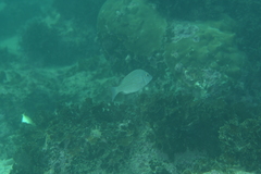 Lethrinus nebulosus