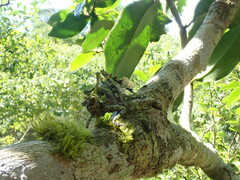 Trachyzulpha formosana