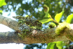 Trachyzulpha formosana