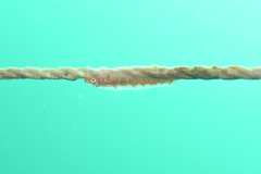 Bryaninops
