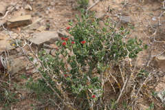 Delosperma robustum